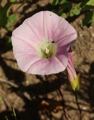 Calystegia sepium americana