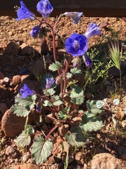 Phacelia campanularia