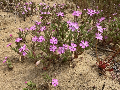 Papamoscas Marino (Silene littorea)