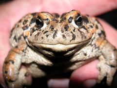 Amargosa Toad photo 2