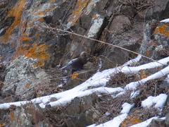 Leucosticte arctoa