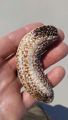 Holothuria princeps