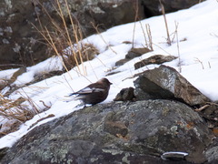 Leucosticte arctoa