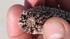 Holothuria princeps