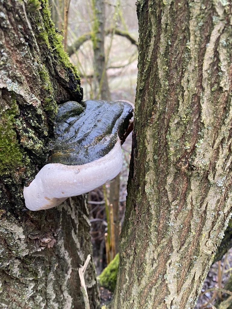 Phellinus igniarius · April 2026 · photo: © ilya_rudenko (iNaturalist, cc-by)