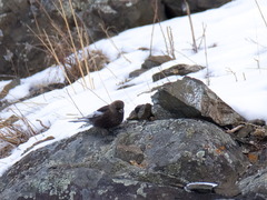 Leucosticte arctoa