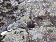 Leucosticte arctoa