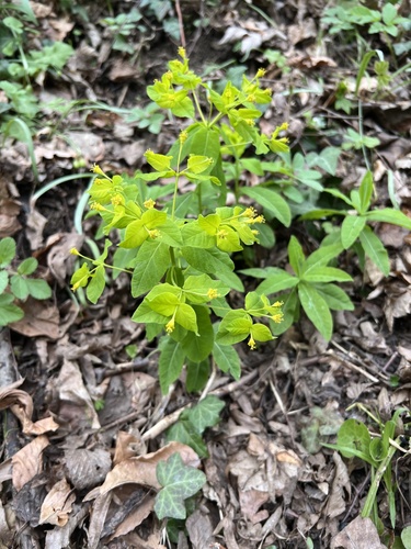 carniolan spurge (Euphorbia carniolica)