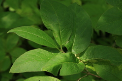 Lonicera glehnii