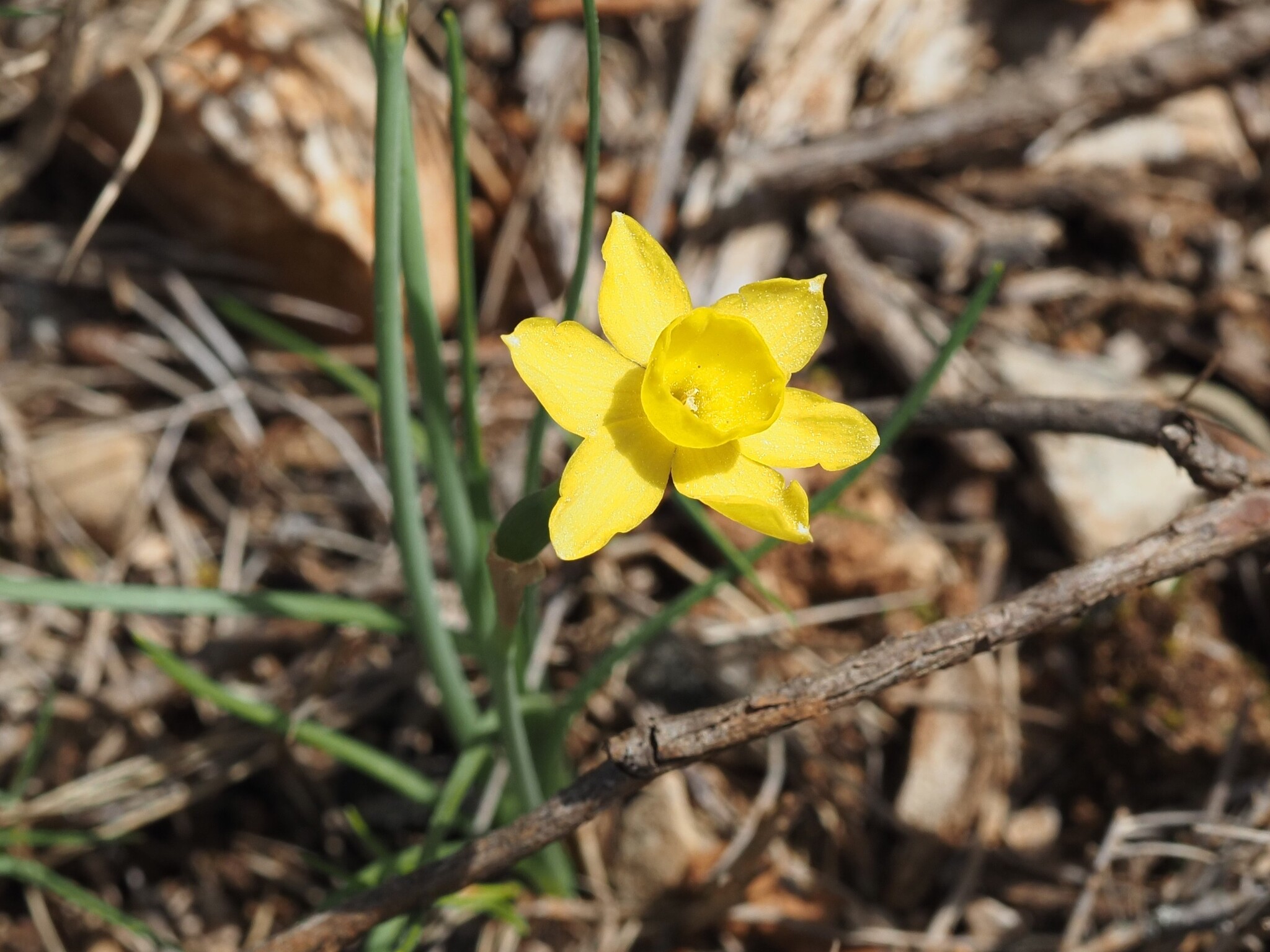Rush-Leaf Jonquil (Narcissus assoanus)