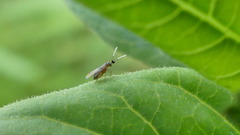 Anagyrus