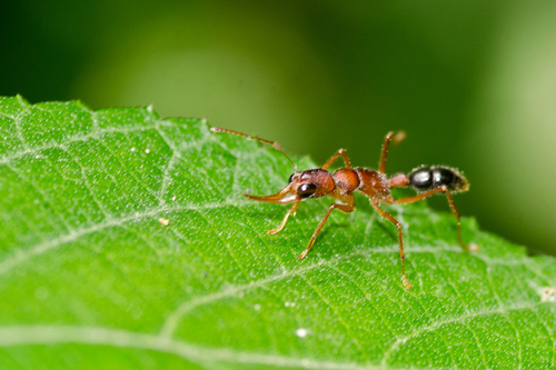 Indian Jumping Ant photo 3
