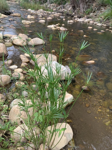 Mat Sedge (Cyperus textilis)