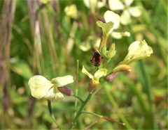 Dionconotus neglectus