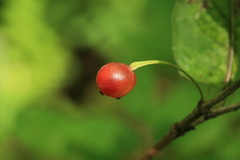 Lonicera glehnii