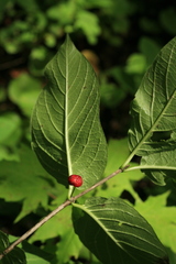 Lonicera glehnii