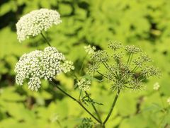 Aegopodium podagraria