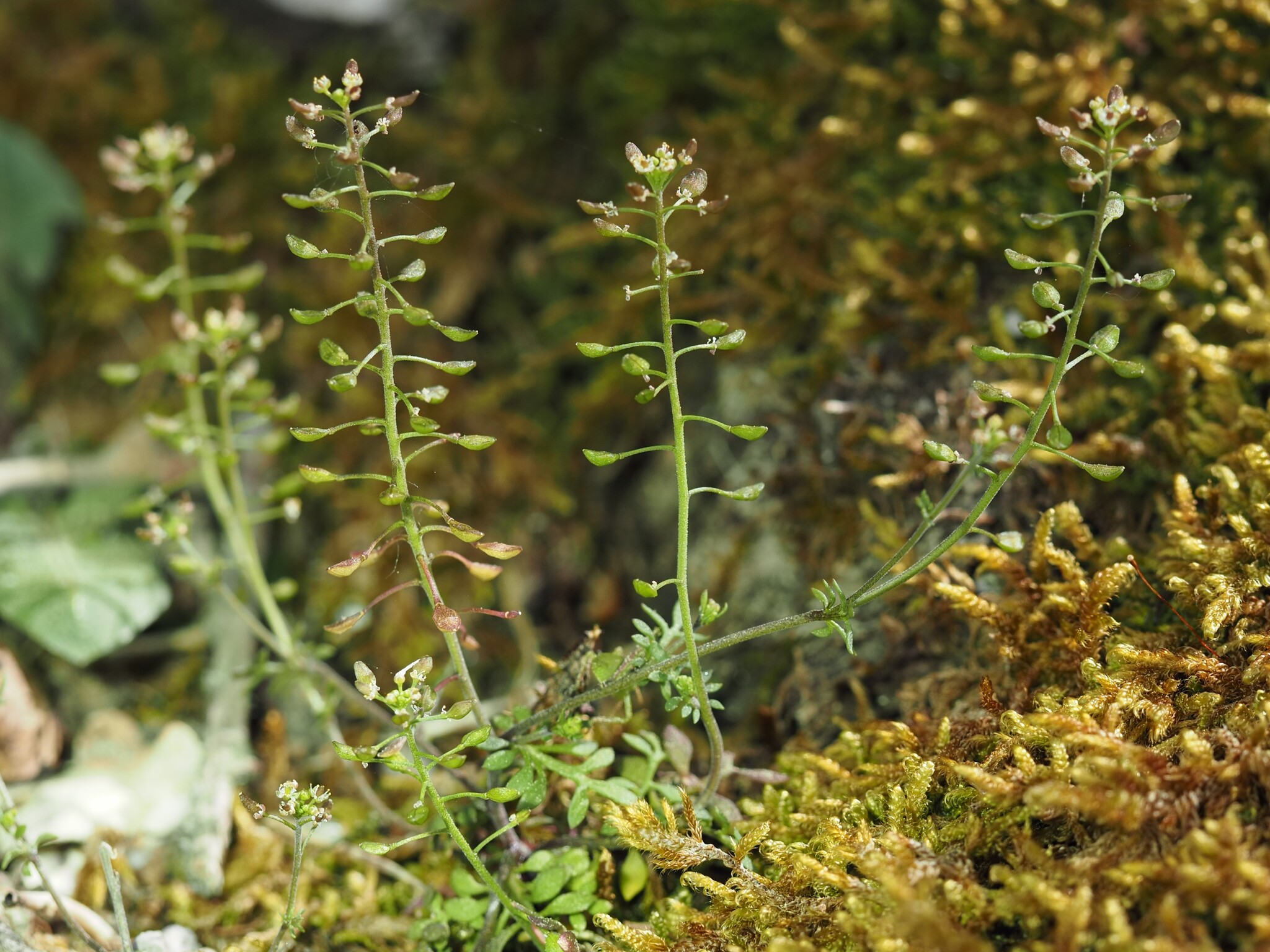 Hutchinsia (Hornungia petraea)