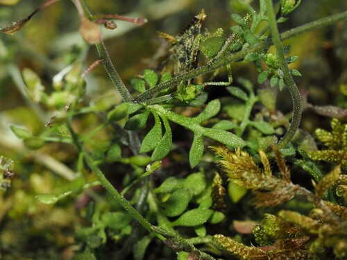 Hornungia petraea, photograph 4