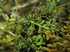 Hornungia petraea, photograph (c) Louis Aureglia, some rights reserved (CC BY)