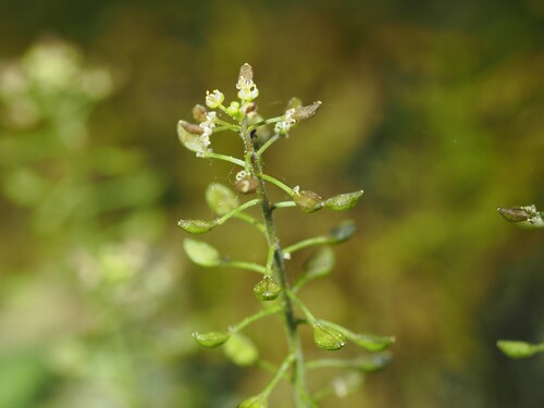 Hornungia petraea, photograph 3