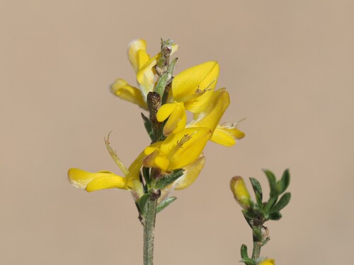 Hairy Greenweed (Genista pilosa)