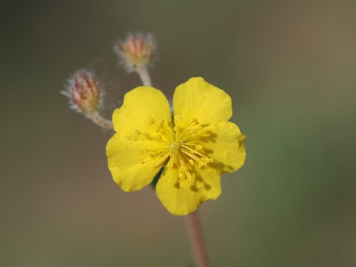 Hoary Rock-rose (Helianthemum oelandicum)