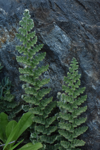 Scaly Lip Fern (Cosentinia vellea)