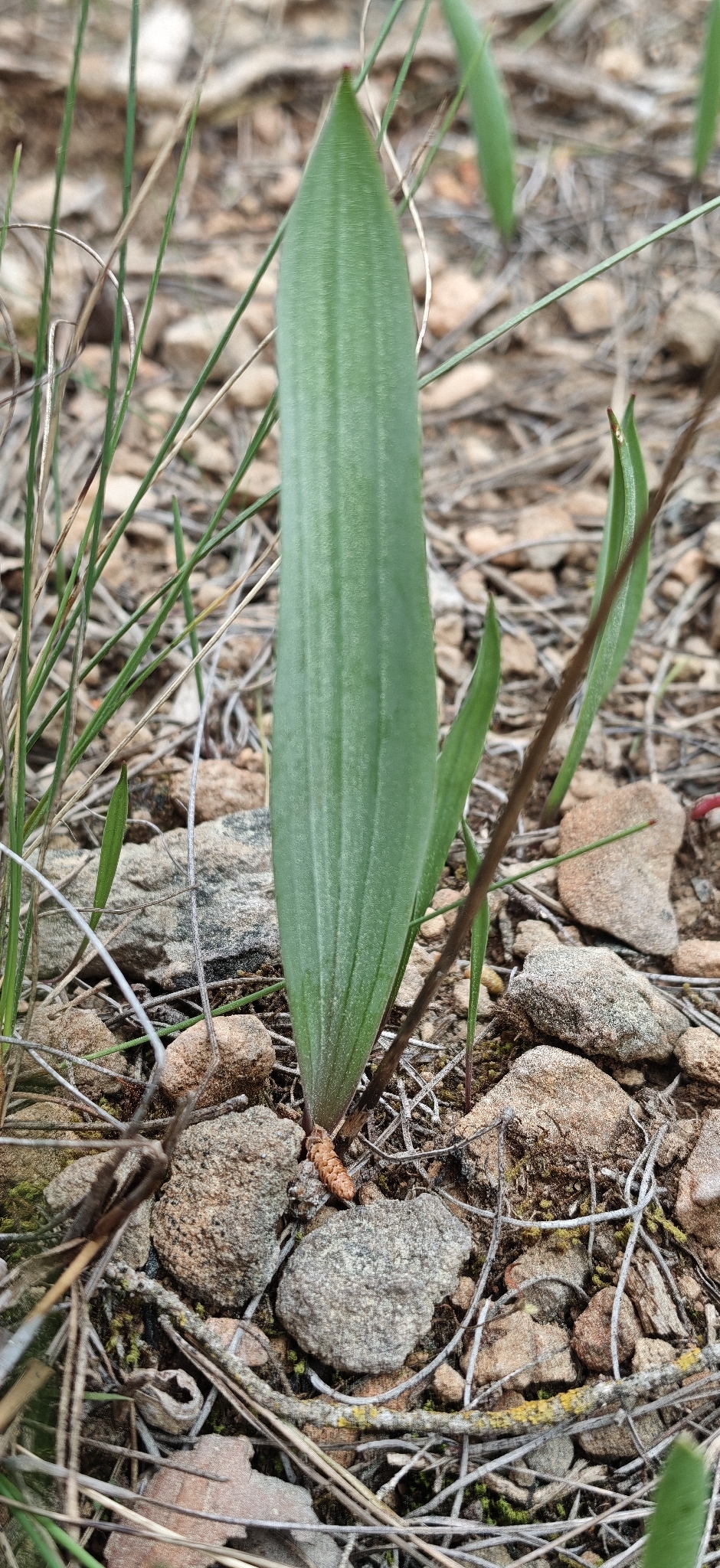 Golden garlic