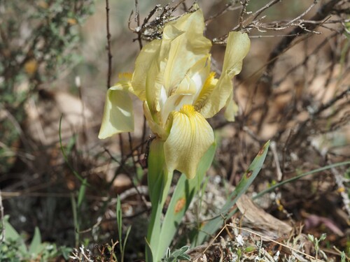 Crimean Iris (Iris lutescens)
