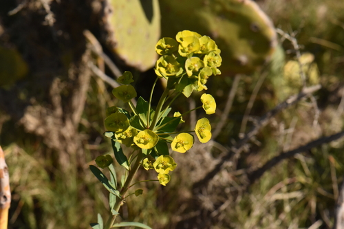 Whorled spurge (Euphorbia biumbellata)