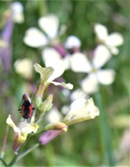 Dionconotus neglectus
