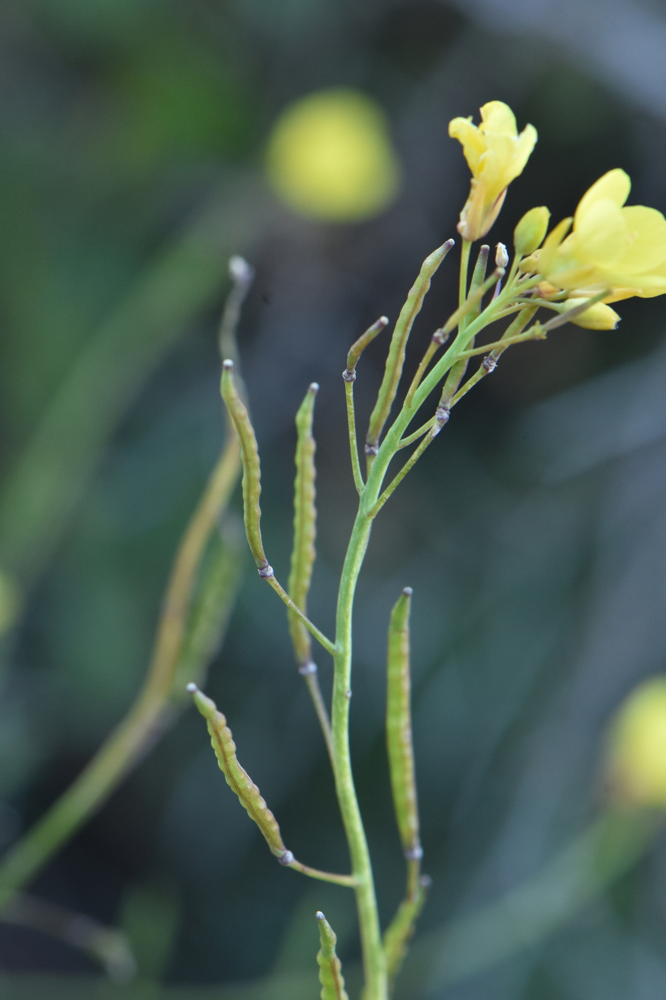 Mediterranean Cabbage (Brassica fruticulosa)