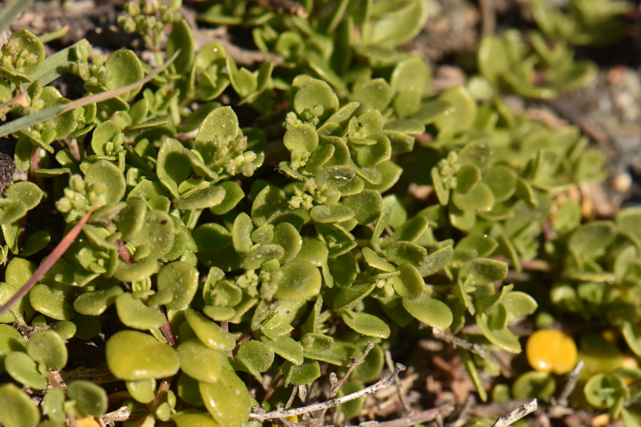 Polycarpon Polycarpoides (Polycarpon polycarpoides)