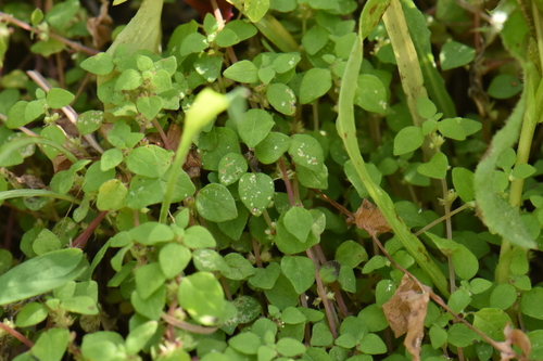 Chickweed-leaved Pellitory (Parietaria lusitanica)
