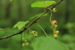 Ribes latifolium
