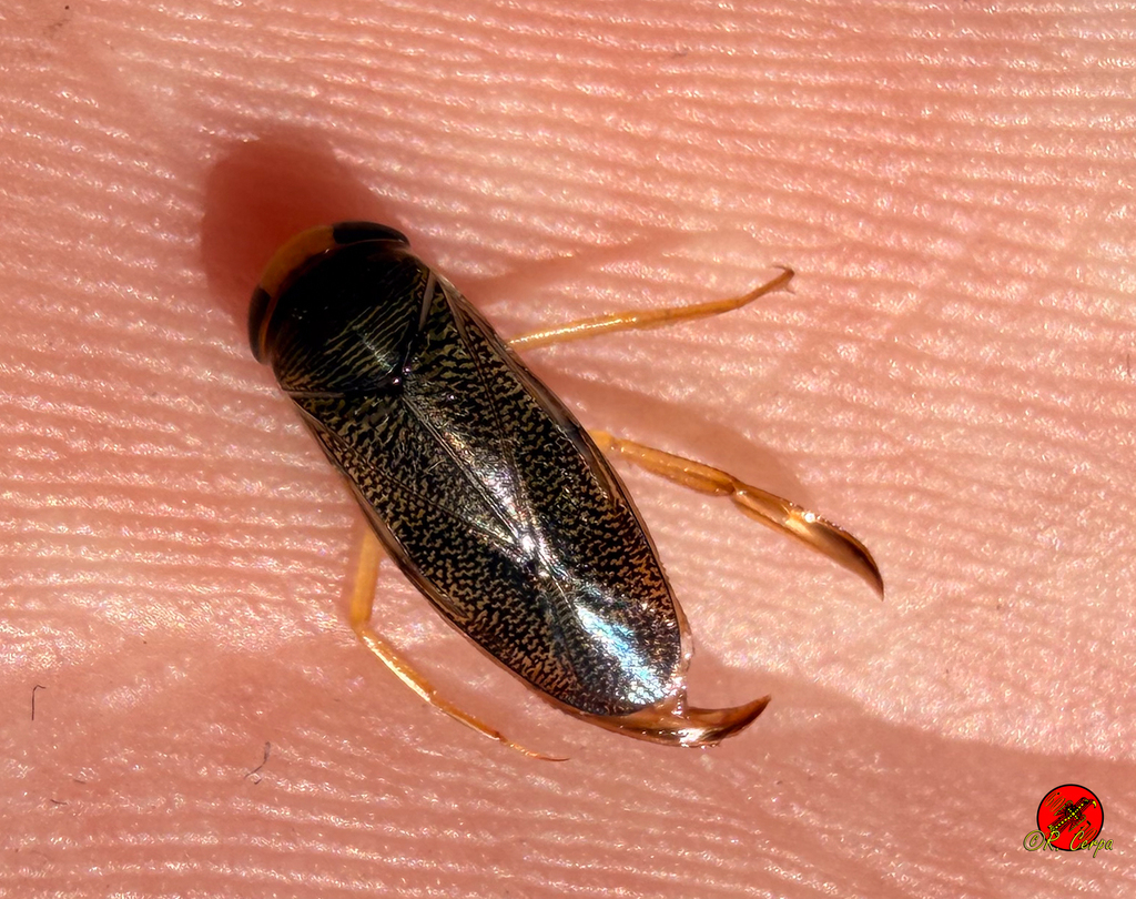 Corixa Insect Corixa from Cádiz, España on April 6, 2026 at 01:32 PM by Godo ...