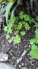 Oxalis pes-caprae