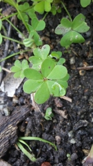 Oxalis pes-caprae