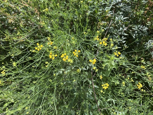 Narrow-leaved Scorpion-vetch (Coronilla juncea)