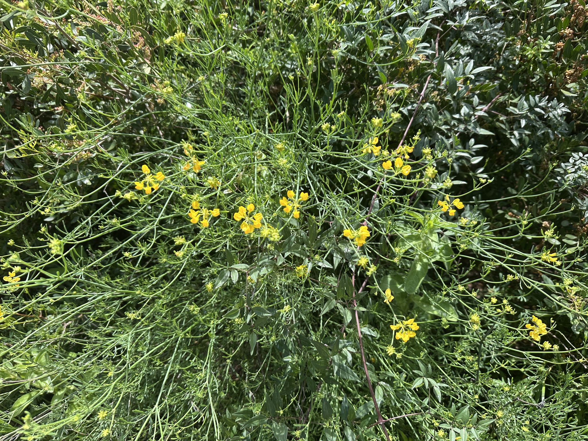 Narrow-Leaved Scorpion-Vetch (Coronilla juncea)