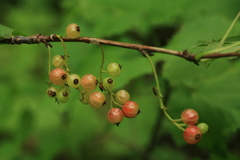 Ribes latifolium