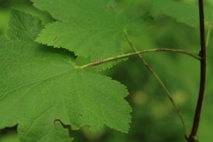 Ribes latifolium