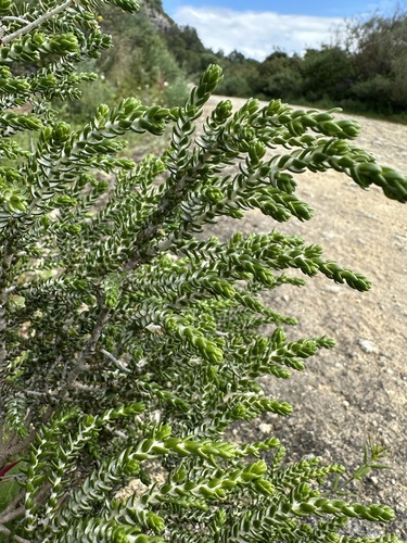 Mitnan (Thymelaea hirsuta)