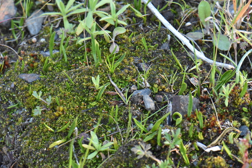 least adder's-tongue (Ophioglossum lusitanicum)