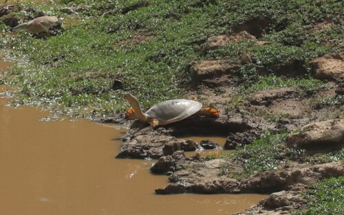 Senegal Soft-shelled Turtle, Cyclanorbis senegalensis