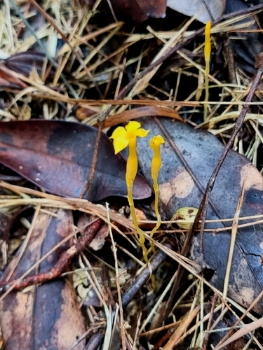 Leafless Ghostplant (Voyria aphylla)