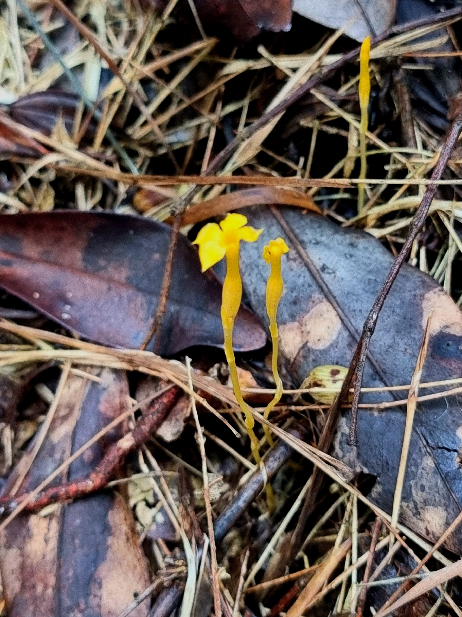 Leafless Ghostplant (Voyria aphylla)