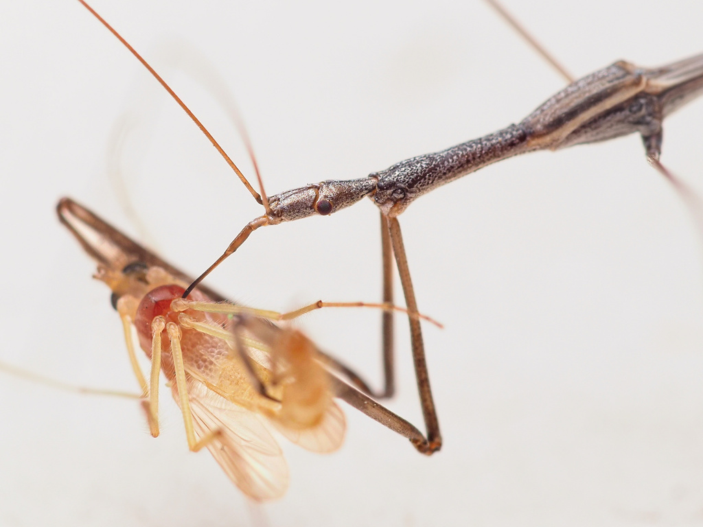 Emesaya brevipennis