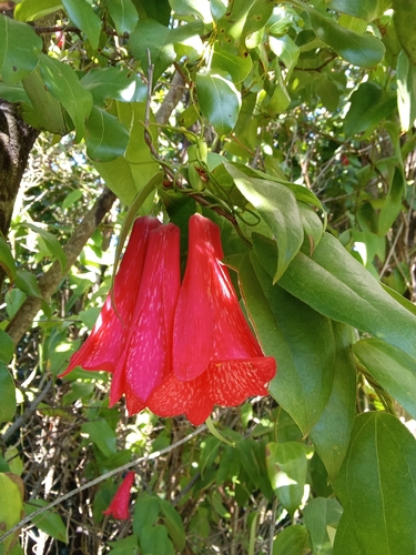 Chilean bellflower (Lapageria rosea)